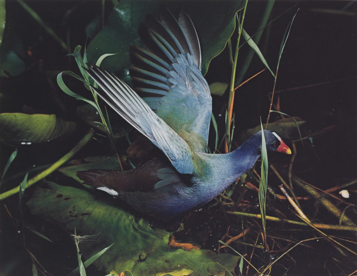 Eliot Porter, Purple Gallinule, Everglades National Park, Florida, March 2, 1954, dye imbibition print, Amon Carter Museum of American Art, Fort Worth, Texas