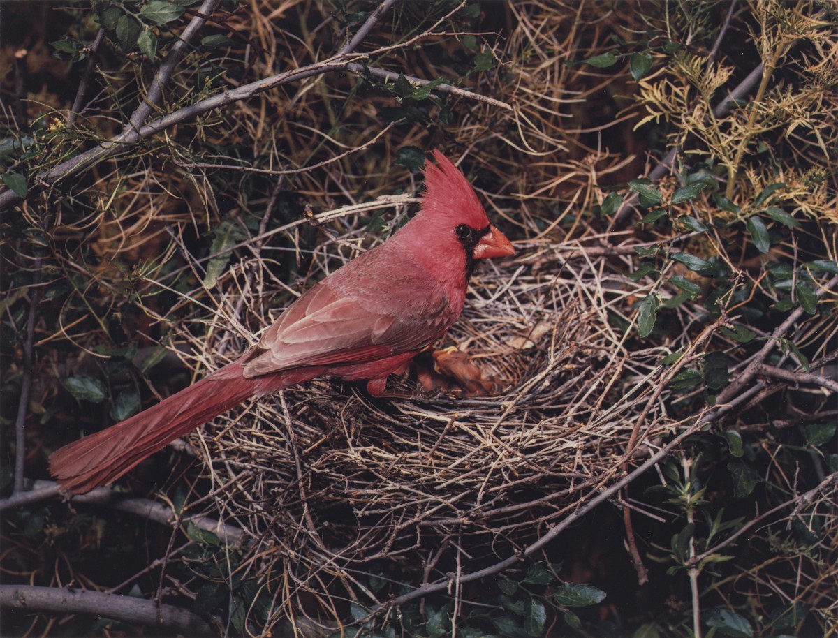Eliot Porter, Arizona Northern Cardinal, Male, Ranch, Arizona,1952, dye imbibition print, Amon Carter Museum of American Art, Fort Worth, Texas
