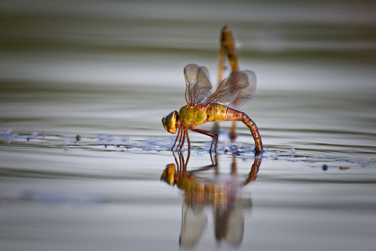 Dragonfly, photo by Sean Fitzgerald