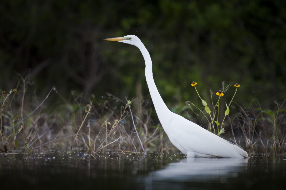Great Egret, photo by Sean Fitzgerald