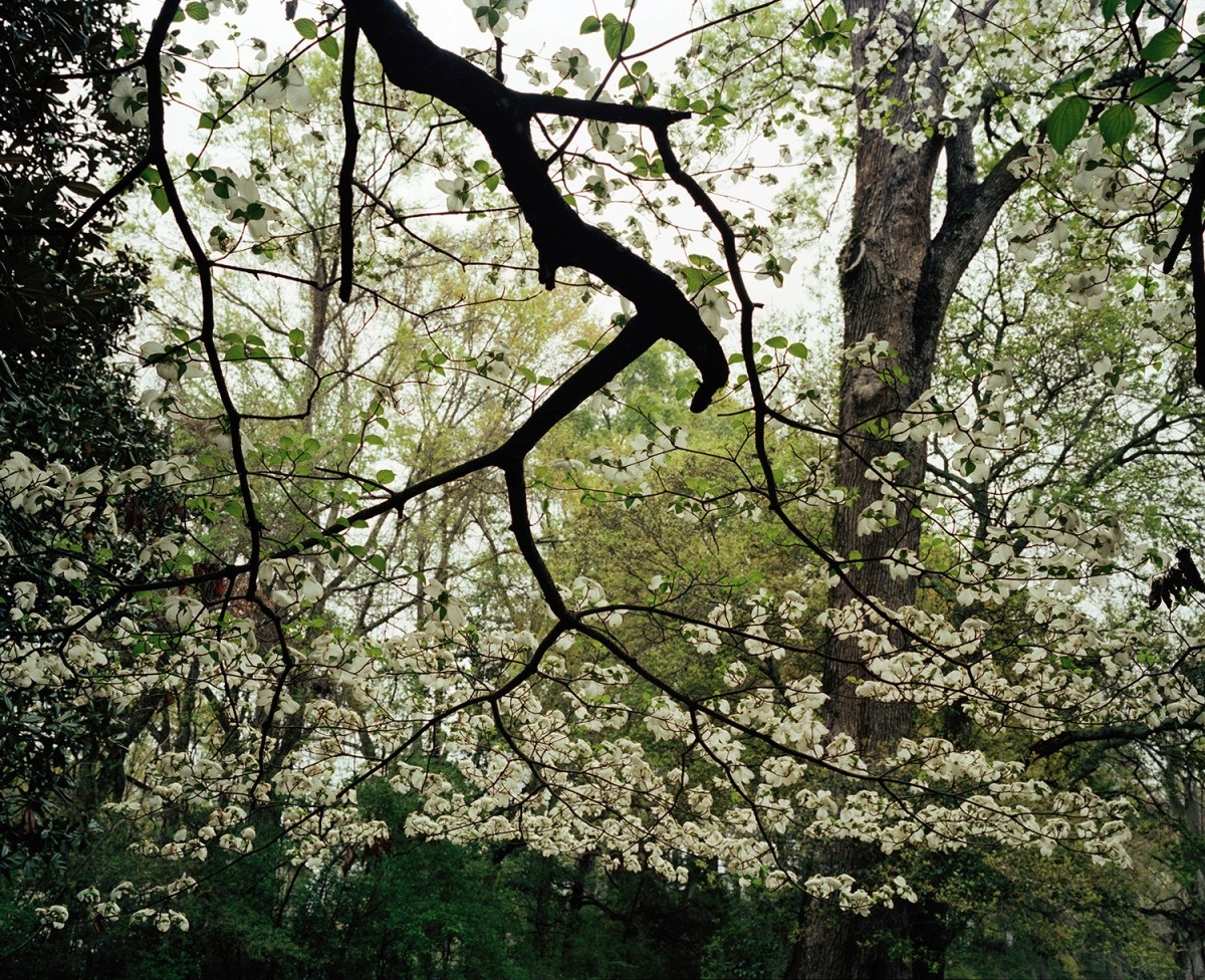 Dogwood, Natches, Mississippi, March 31, 1999