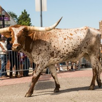Lewisville Western Days 2018