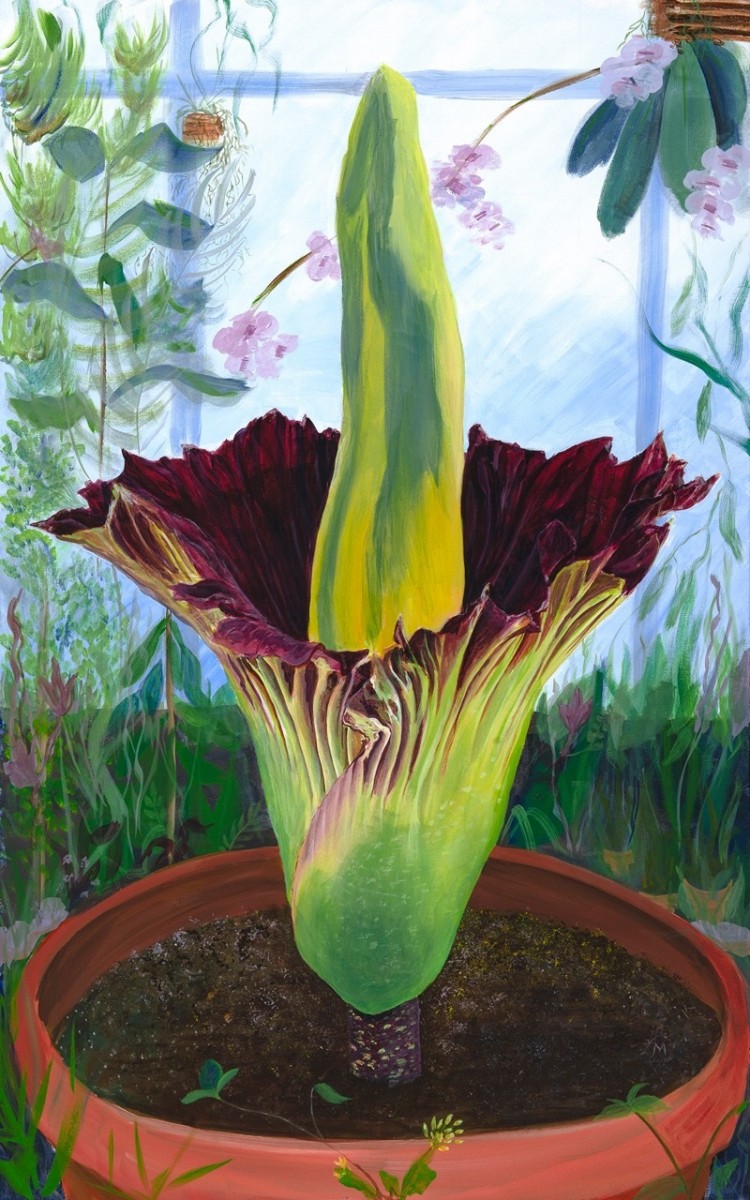 Corpse flower - Melanie Campbell-Carter