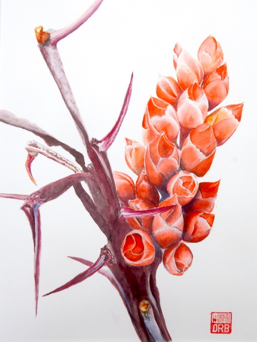 Ocotillo in bud - Denis R Benjamin