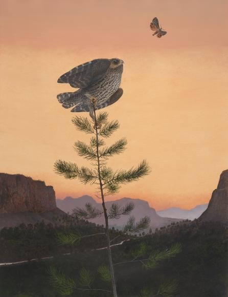 Scott Gentling (1942–2011) Stuart Gentling (1942–2006) Flammulated Owl, 1983 graphite, opaque and transparent watercolor