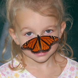 Butterflies fall into the "non-scary" category for bugs. (photo Northeast Tarrant County Kiwanis)