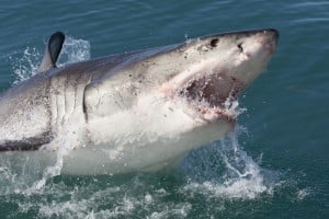 A great white shark (not this one) is likely headed to Texas.