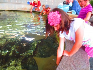 Say hello to a sting ray at the Children's Aquarium. (photo: Therese Powell)