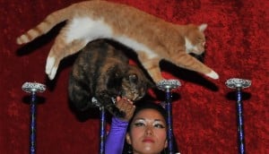 Be amazed by the Amazing Acro-Cats! Photo: circuscats.com
