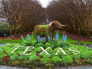 The Dallas Arboretum welcomes Texas-themed topiaries to Dallas Blooms. (photo: Dallas Arboretum)