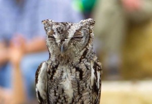 Stay up late for an Owl Prowl at the Heard Natural Science Museum & Wildlife Sanctuary. (Photo: Heard Museum)
