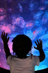 Come say hello to a jellyfish. Photo: Children's Aquarium at Fair Park