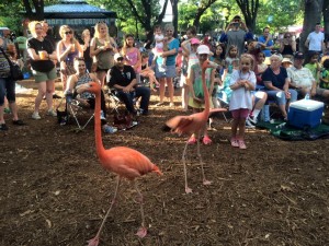Check out the opening acts for Safari Nights at the Dallas Zoo. Photo: Dallas Zoo