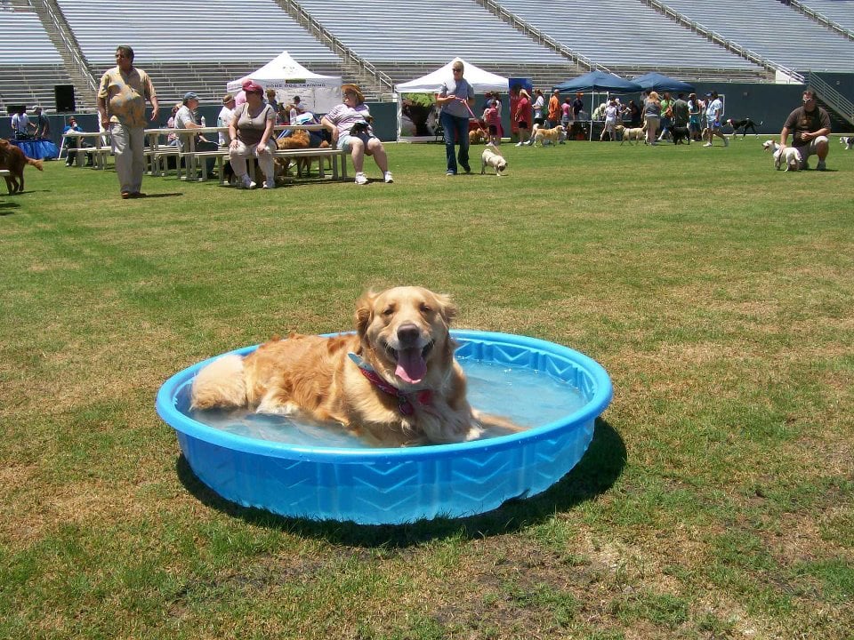 The cotton bowl will be transformed into the world's largest dog park for the Dog Bowl this Sunday. Photo: Dog Bowl