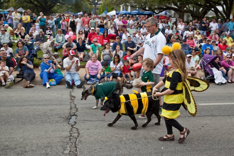 Come watch the pooches on Parade at Lee Park this Easter. Photo: Lee Park and Arlington Conservancy.