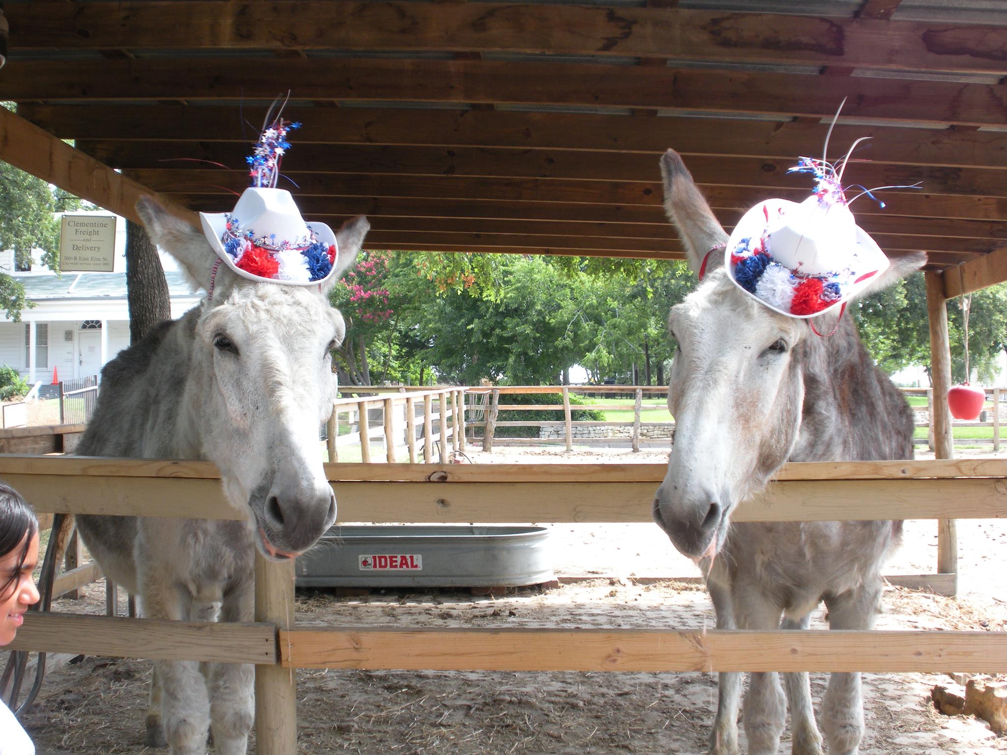 Come say hello to Nip and Tuck this Labor Day weekend at Dallas Heritage Village. Photo: Dallas Heritage Village