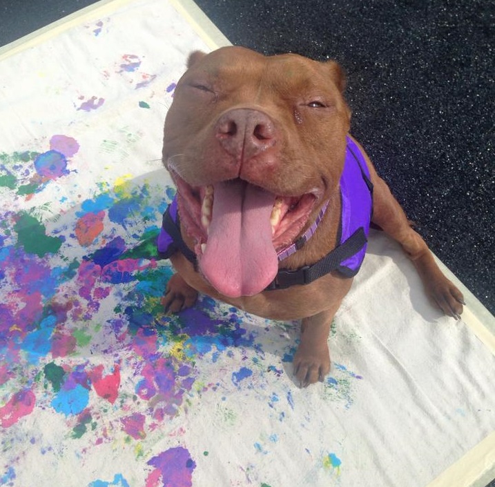 Say hello to Turtle, the painting pit bull at Dogtoberfest. Photo: thepaintingpitbull.com