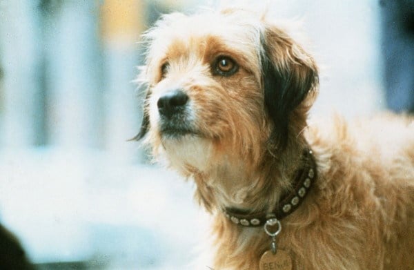 KidFilm has something for everyone--including the classic 'Benji.' 