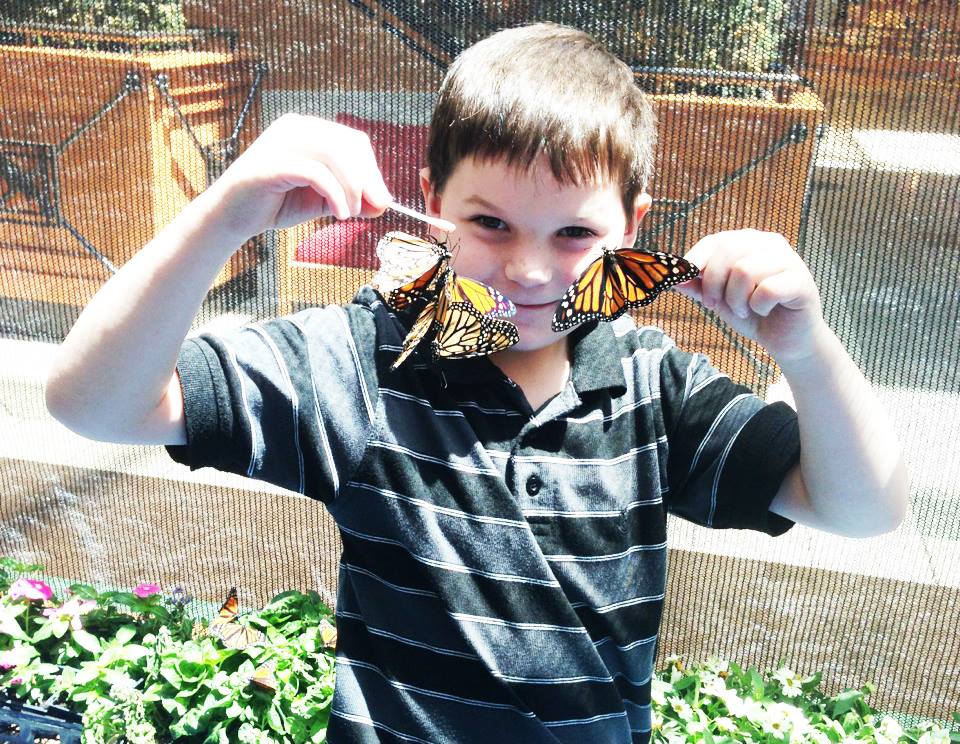 Get a butterfly fix at the annual Kiwanis' Butterfly Festival. Photo: The Shops at Willow Bend