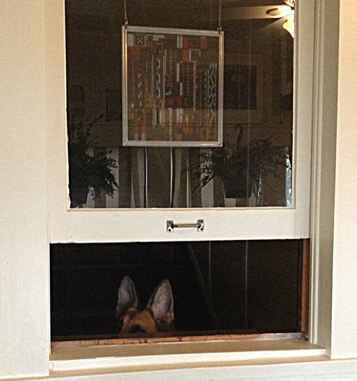A dog at the window. 