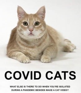 Yellow tabby cat looks at camera. Headline reads "COVID CATS: What else is there to do when you're isolated during a pandemic besides make a cat video?