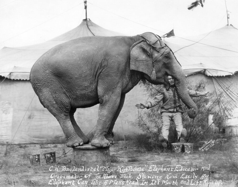 a circus performer with with head in elelphant's mouth