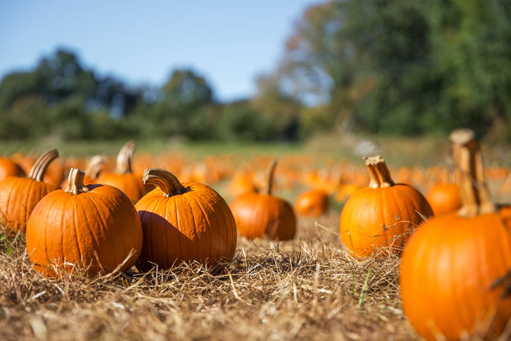 It’s pumpkin season! Check out our superlist to find the perfect patch!